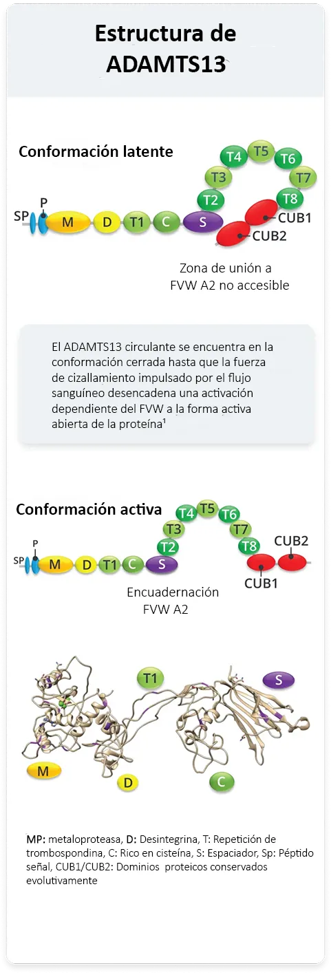 Artículo-Qué-rol-cumple-ADAMTS13-img1-mobile
