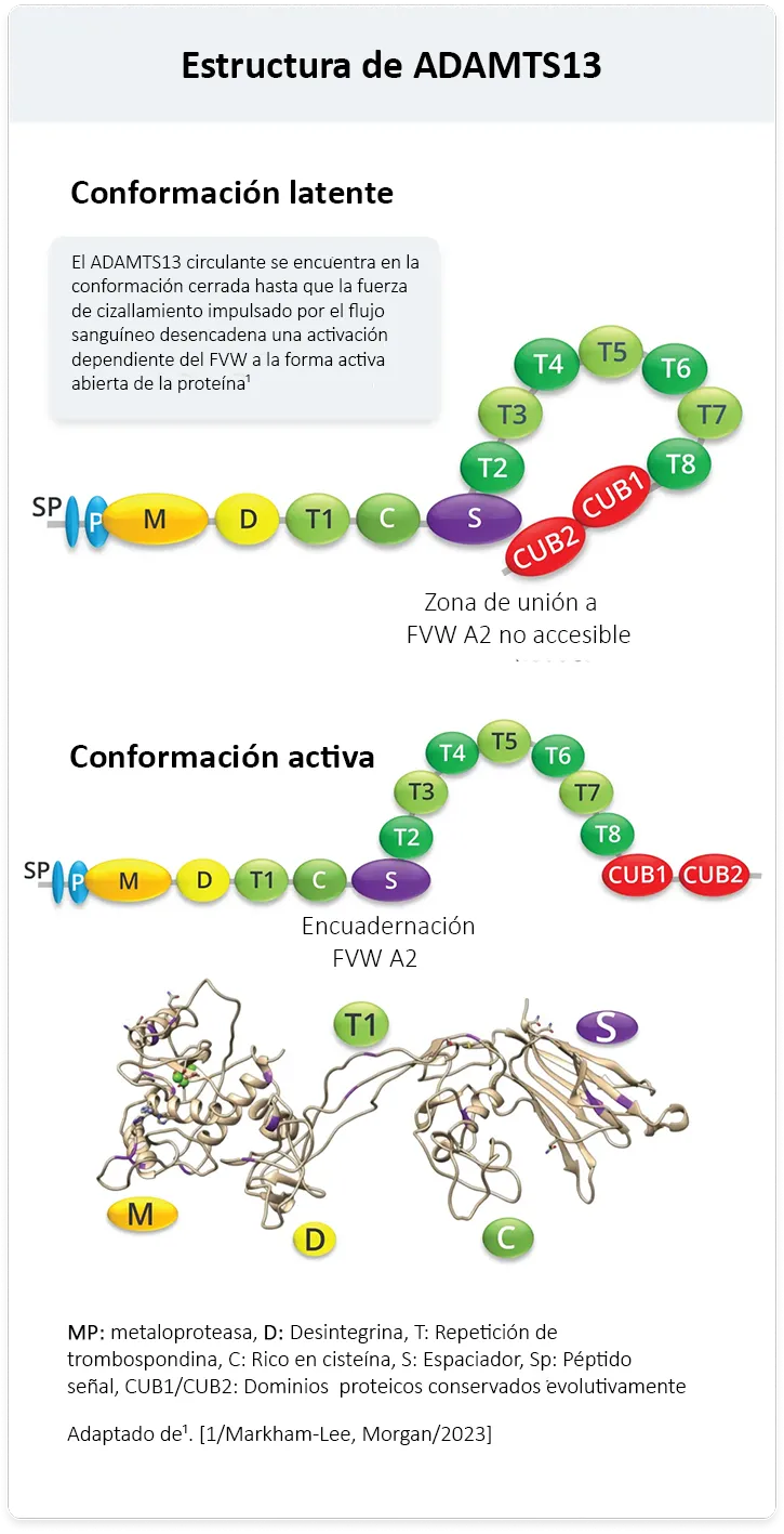 Artículo-Qué-rol-cumple-ADAMTS13-img1-tablet
